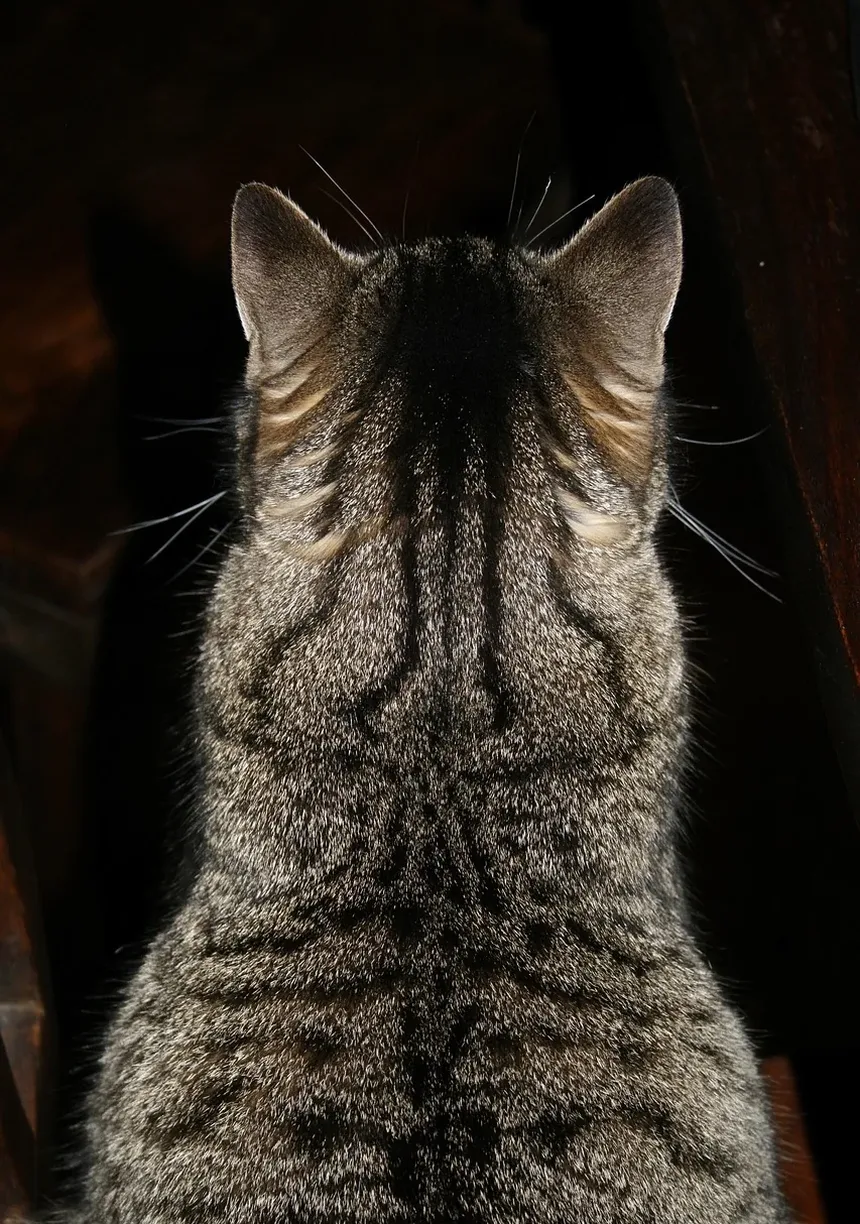 Como Realizar RCP em um Gato: Um Guia Completo