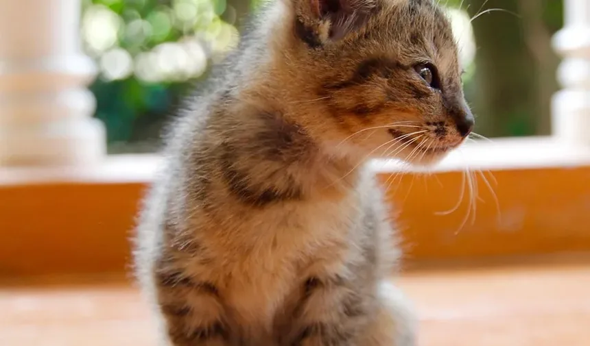 Como Socializar um Gato Medroso: Um Guia Completo