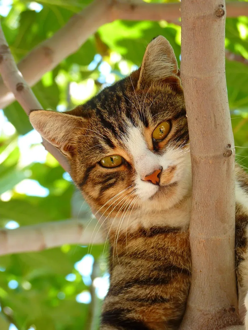 Como Saber se a Infecção no Olho do Gato Está Cicatrizando