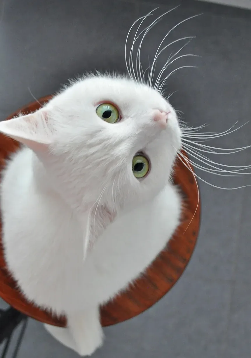 Como Saber se a Infecção no Olho do Gato Está Cicatrizando