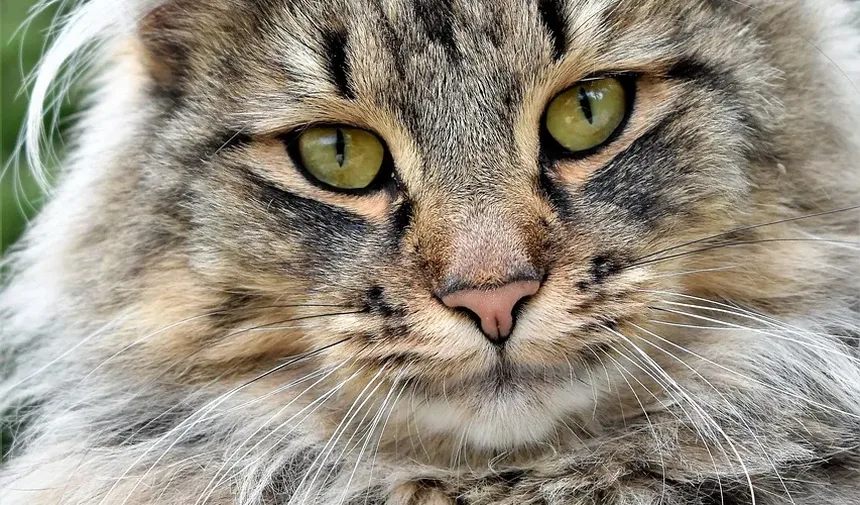 Como Saber se a Infecção no Olho do Gato Está Cicatrizando