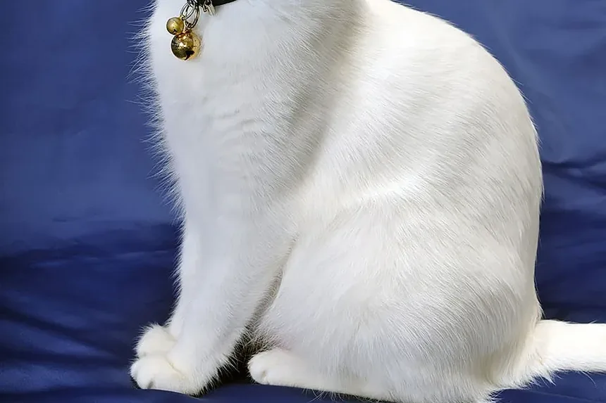 Como Saber se a Infecção no Olho do Gato Está Cicatrizando