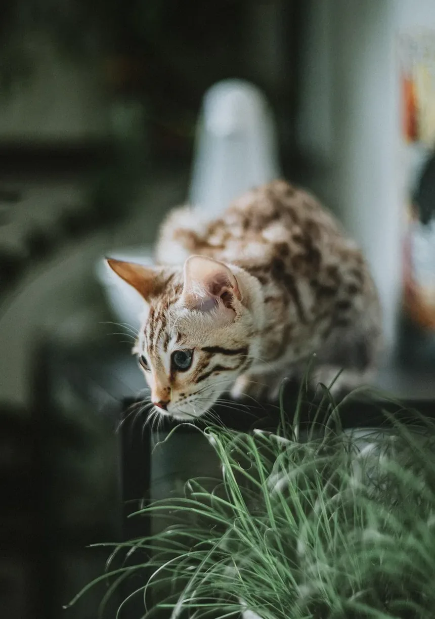 Como Saber Se Meu Gato Tem Alergia Alimentar