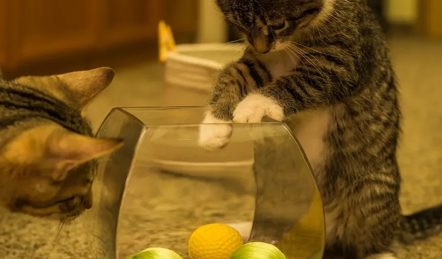 Como Saber Se Meu Gato Tem Alergia Alimentar