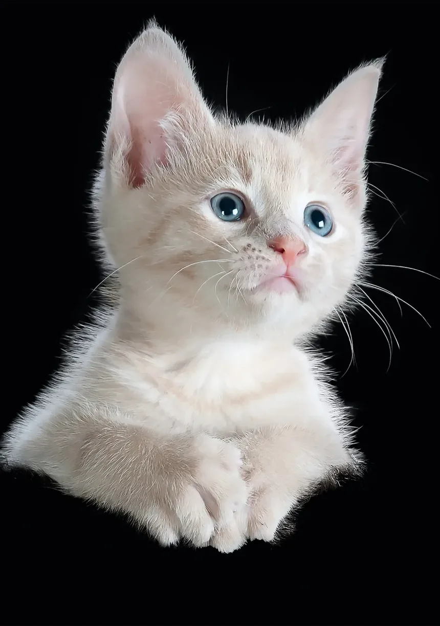Como Tratar uma Mordida de Gato em Casa: Um Guia Completo