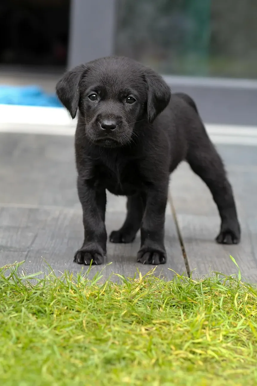 Como Tratar uma Ferida no Rosto do Cão: Um Guia Completo