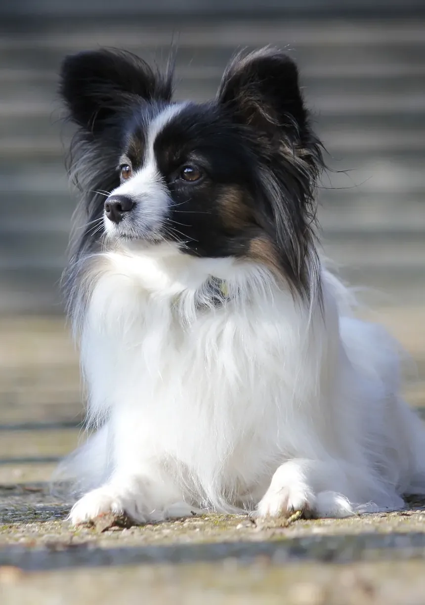 Como Tratar Reação Alérgica de Cachorro a Shampoo