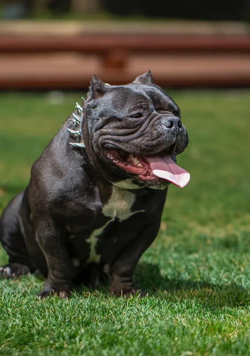 É Melhor Escovar o Cão Molhado ou Seco?