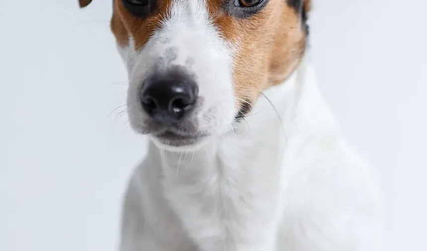 É Melhor Escovar o Cão Molhado ou Seco?