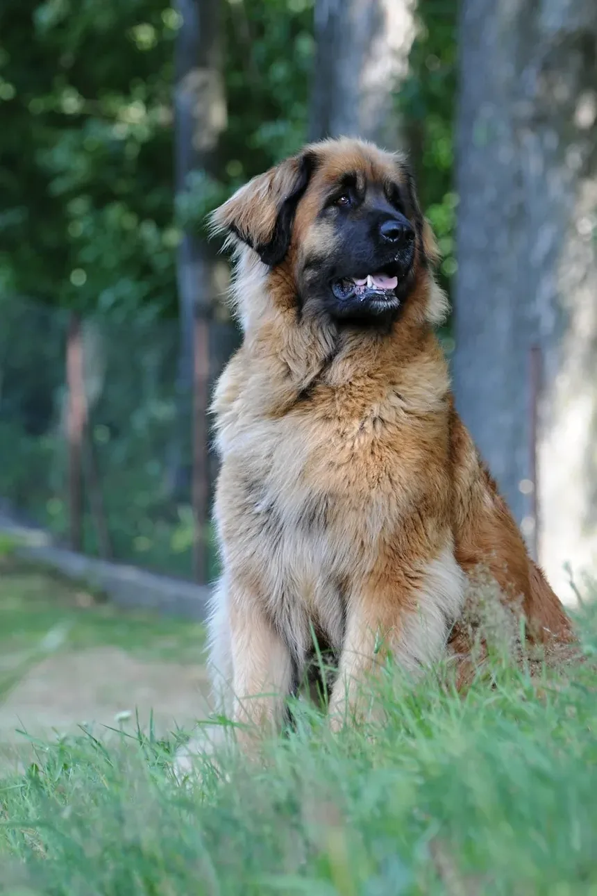 Doenças de Pele Mais Comuns em Cães
