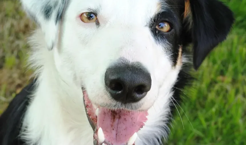 Doenças de Pele Mais Comuns em Cães