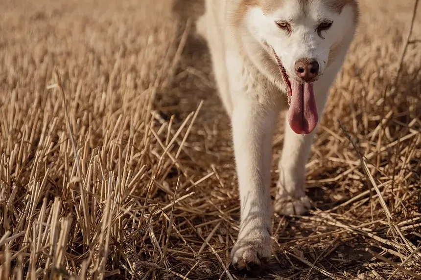 Doenças de Pele Mais Comuns em Cães