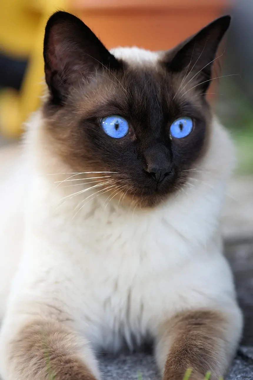 Remédios Naturais para a Doença de Asma em Gatos