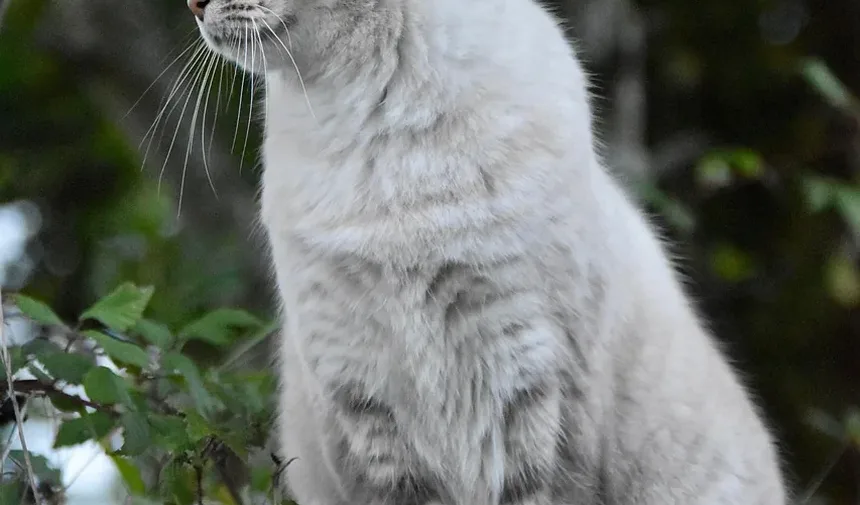 Remédios Naturais para a Doença de Asma em Gatos