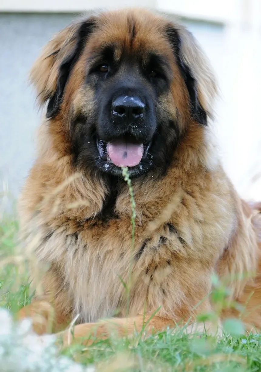 Vacinas Recomendadas para Cães na Flórida