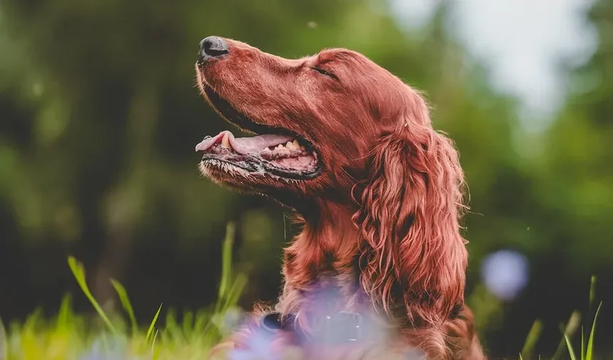 Vacinas Recomendadas para Cães na Flórida
