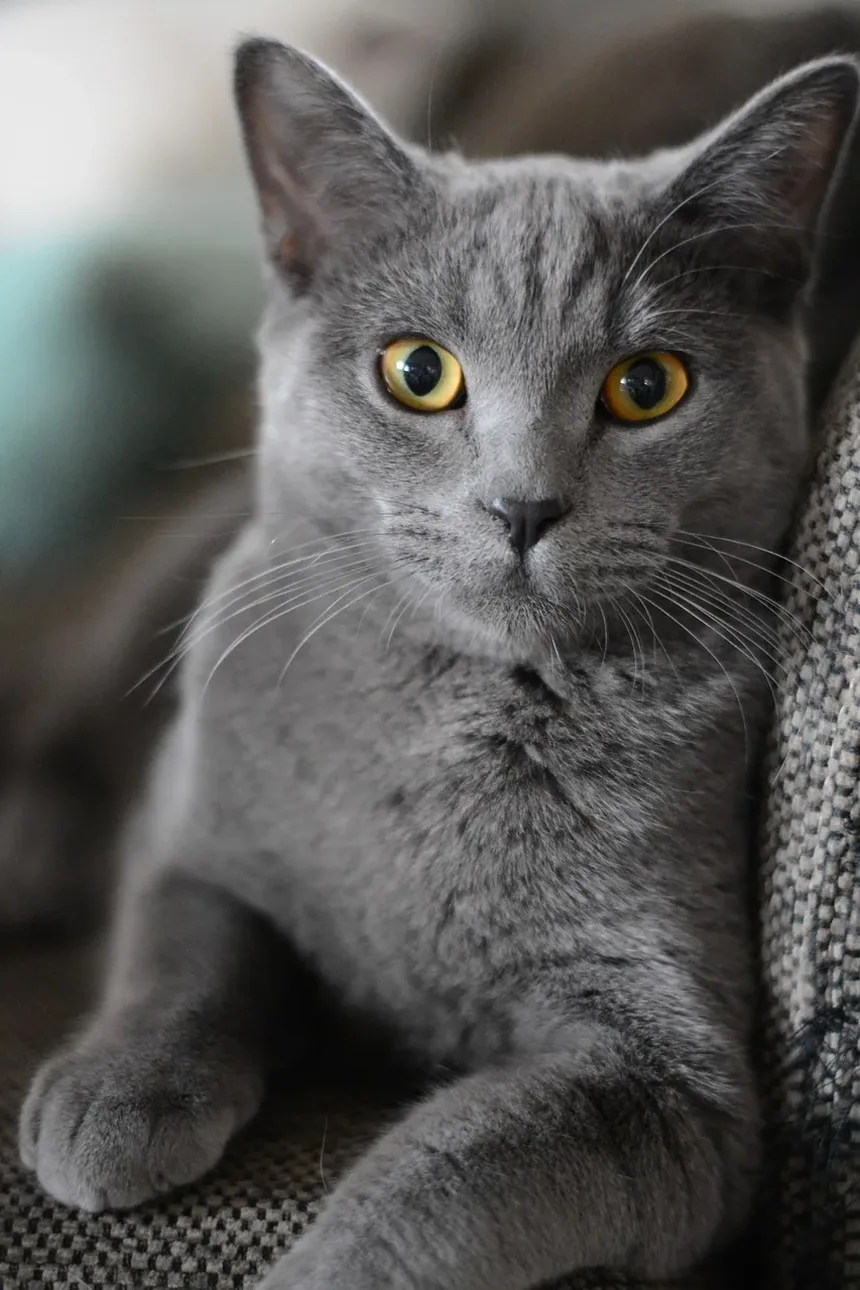Sinais de que seu Gato Precisa de uma Visita ao Veterinário: Reconhecendo os Sinais de Alerta