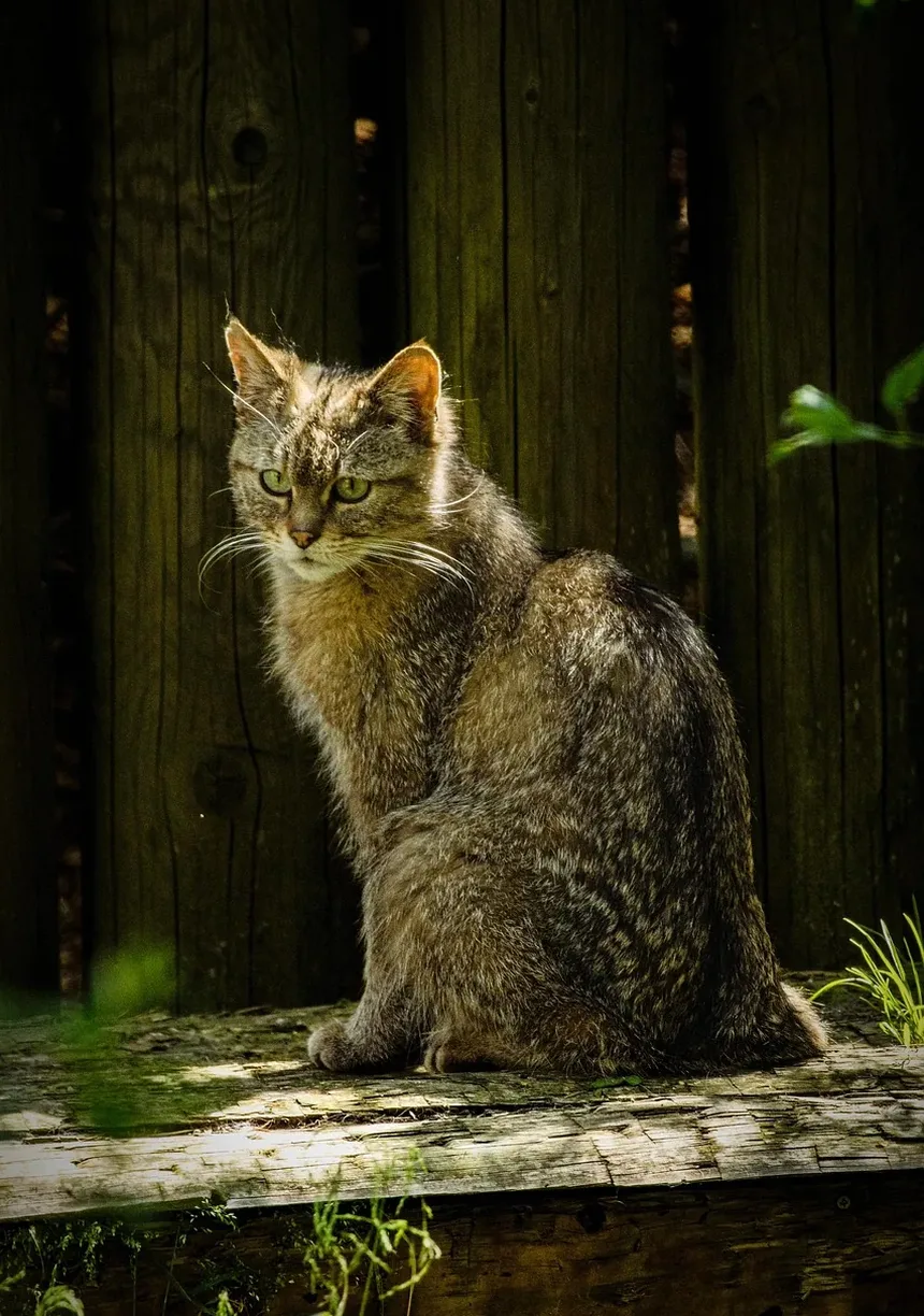 Sinais de que seu Gato Precisa de uma Visita ao Veterinário: Reconhecendo os Sinais de Alerta