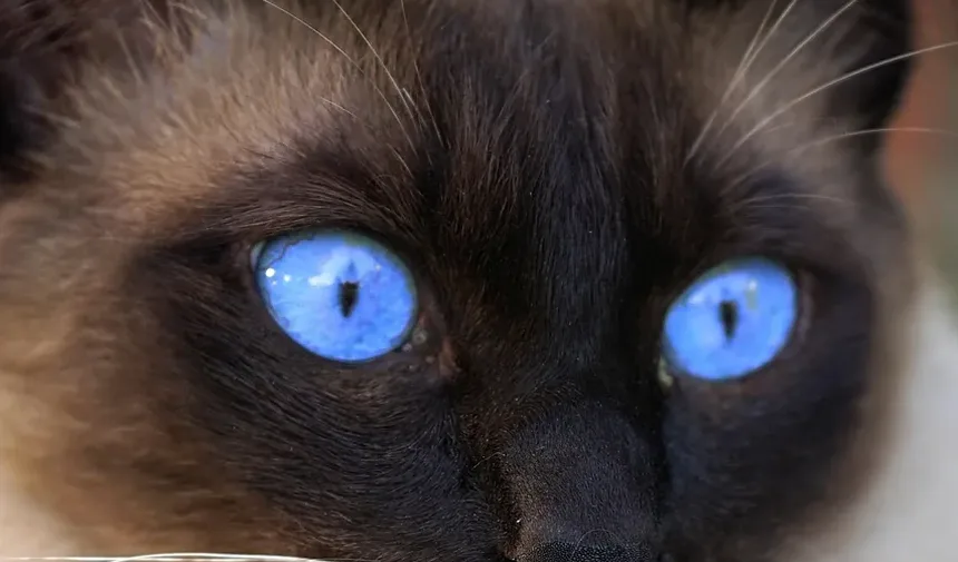 Sinais de que seu Gato Precisa de uma Visita ao Veterinário: Reconhecendo os Sinais de Alerta