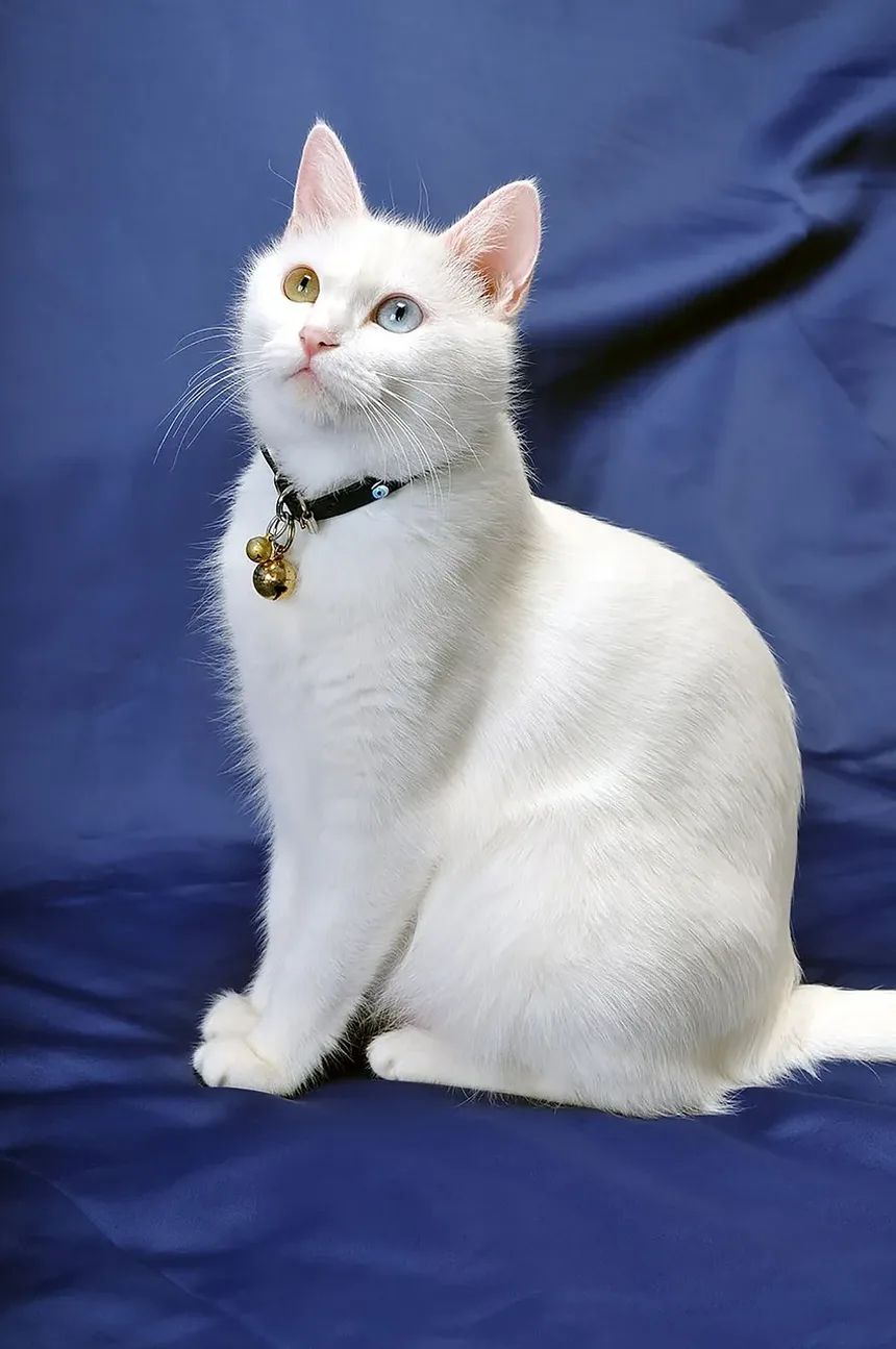 O que Você Pode Dar a um Gato Idoso para a Dor?