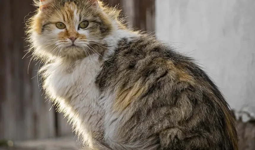 O que Você Pode Dar a um Gato Idoso para a Dor?