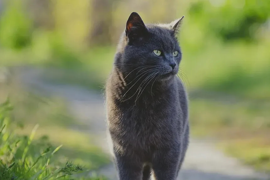 O que Você Pode Dar a um Gato Idoso para a Dor?