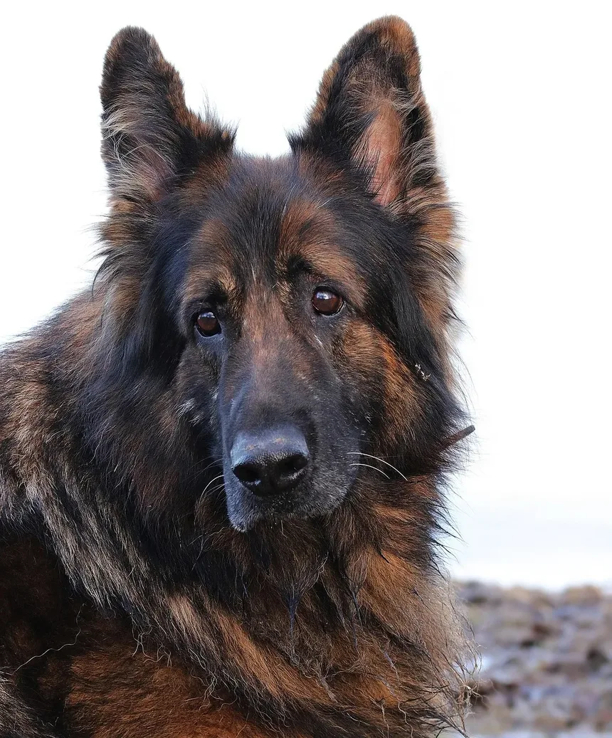 Como é uma Infecção de Pele em um Cão?