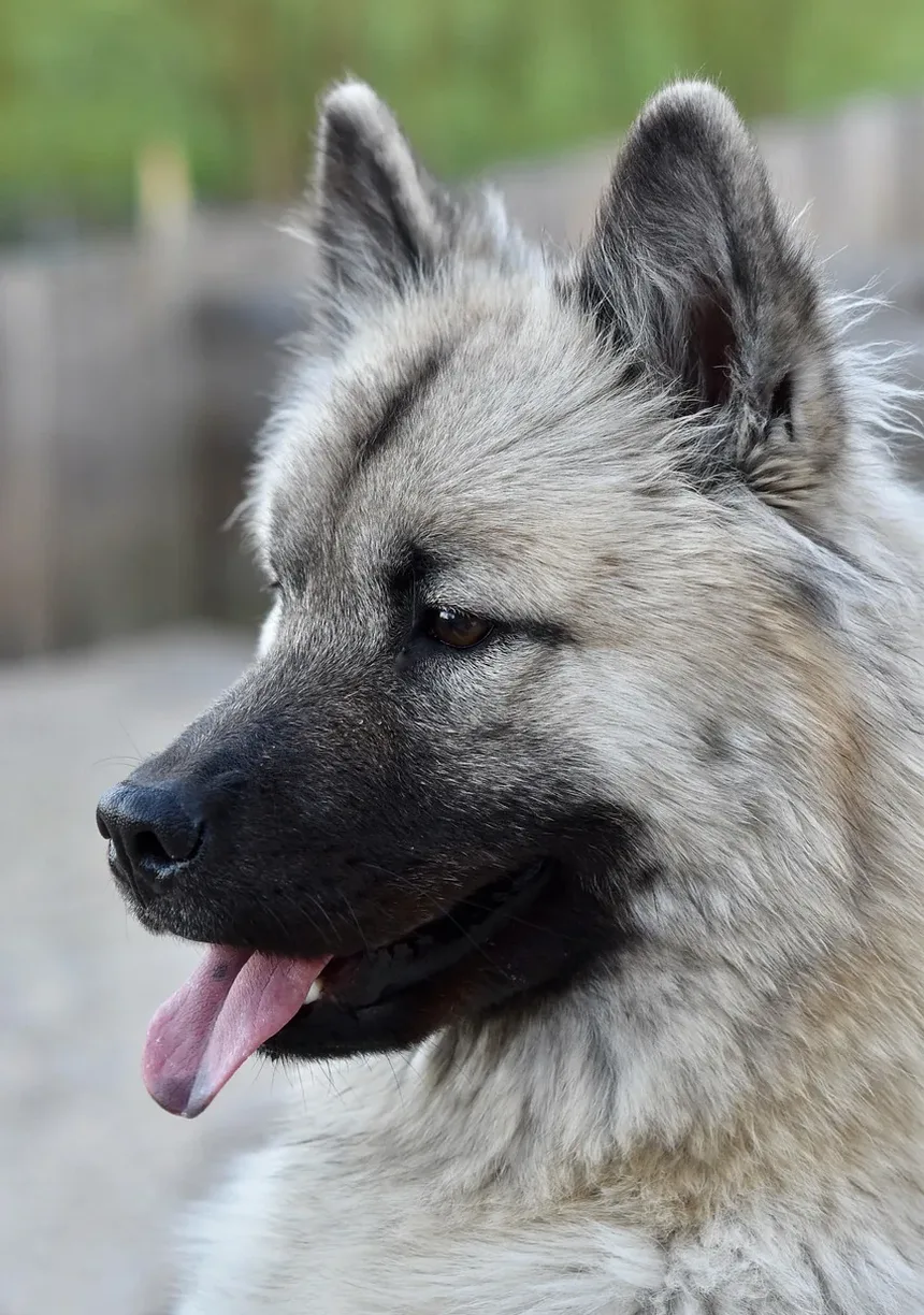 Como é uma Infecção de Pele em um Cão?