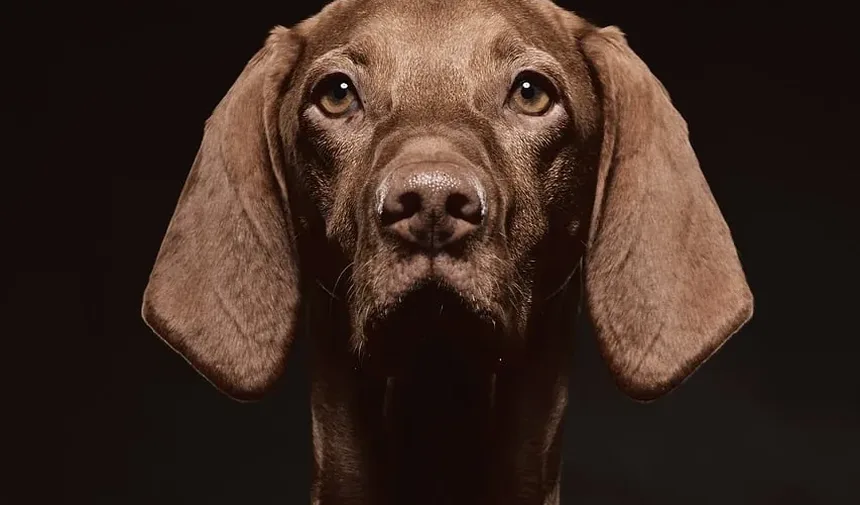 Como é uma Infecção de Pele em um Cão?