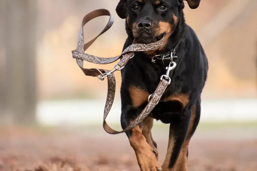 Como é uma Infecção de Pele em um Cão?