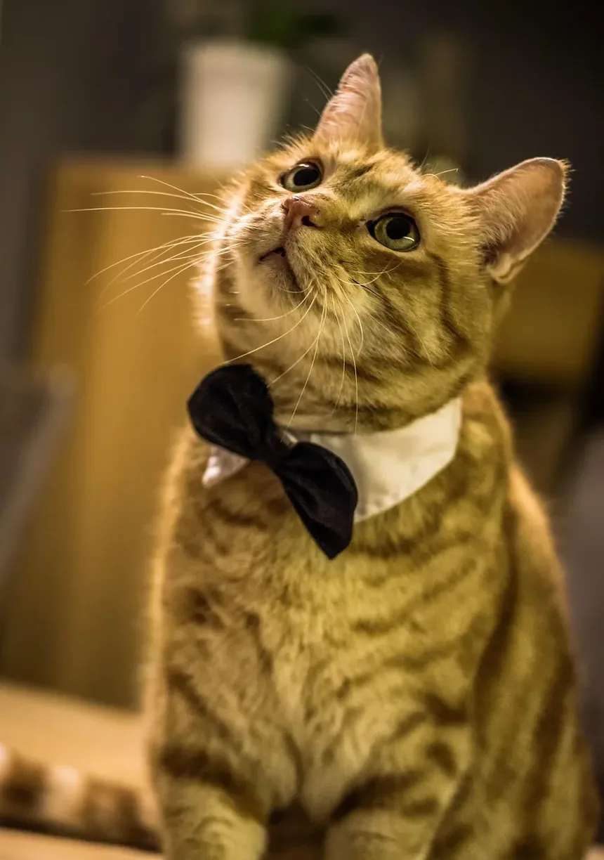 O Que Acontece Se as Unhas do Gato Ficam Muito Compridas: Um Guia Completo