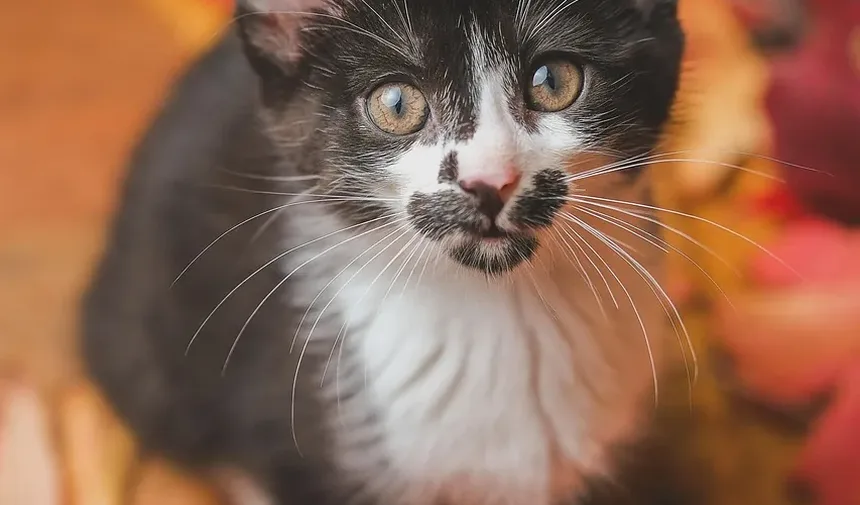 O Que Acontece Se as Unhas do Gato Ficam Muito Compridas: Um Guia Completo