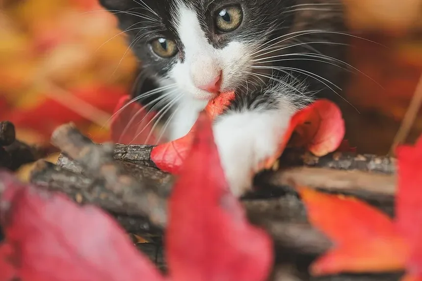 O Que Acontece Se as Unhas do Gato Ficam Muito Compridas: Um Guia Completo
