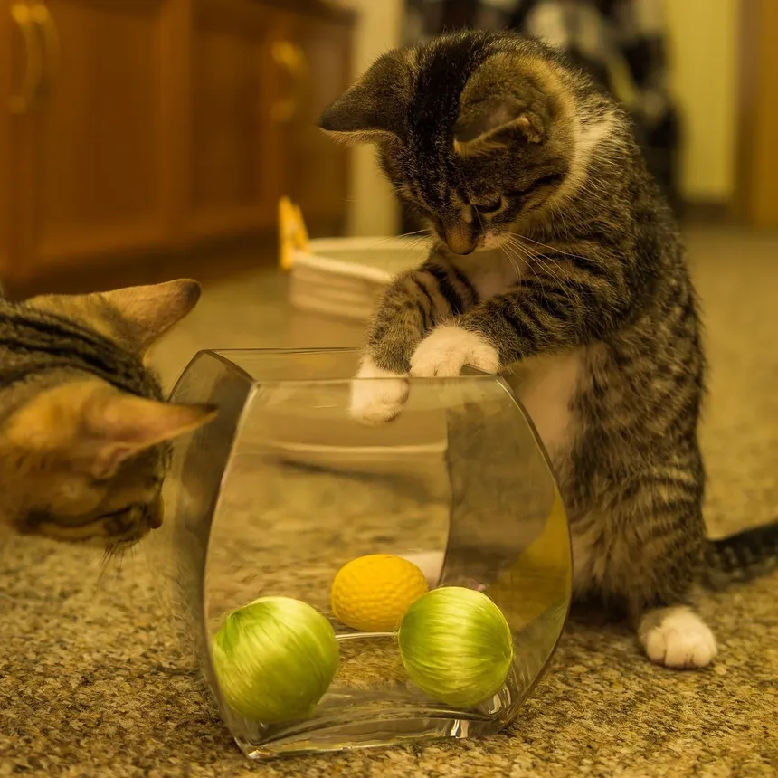 O Que Fazer Após as Vacinações do Gato: Cuidados Essenciais Pós-Vacinação