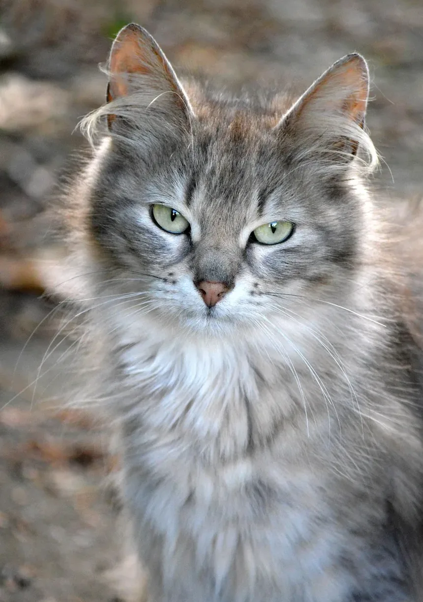 O Que Fazer Após as Vacinações do Gato: Cuidados Essenciais Pós-Vacinação