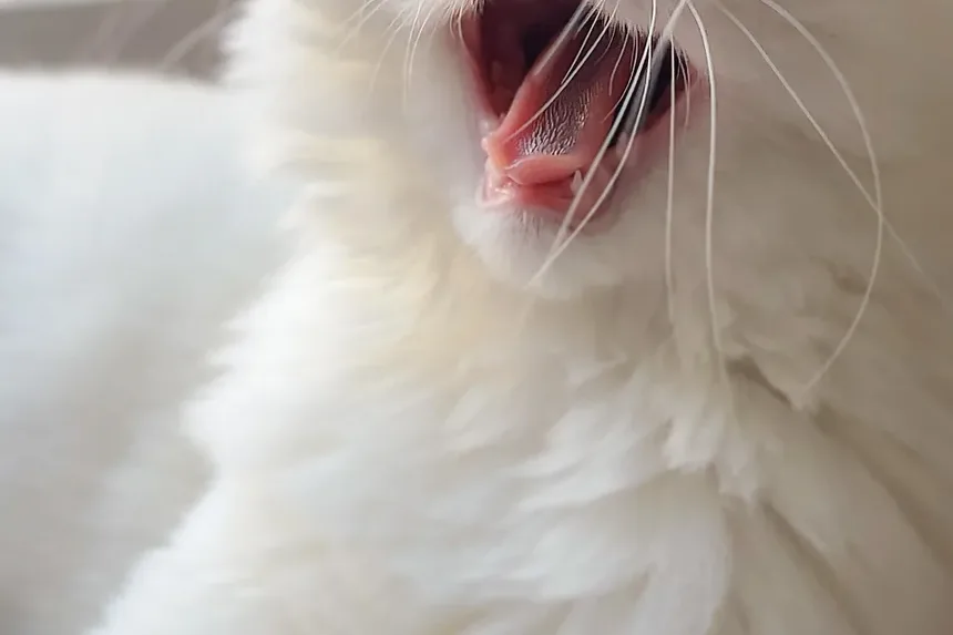 O Que Fazer Após as Vacinações do Gato: Cuidados Essenciais Pós-Vacinação
