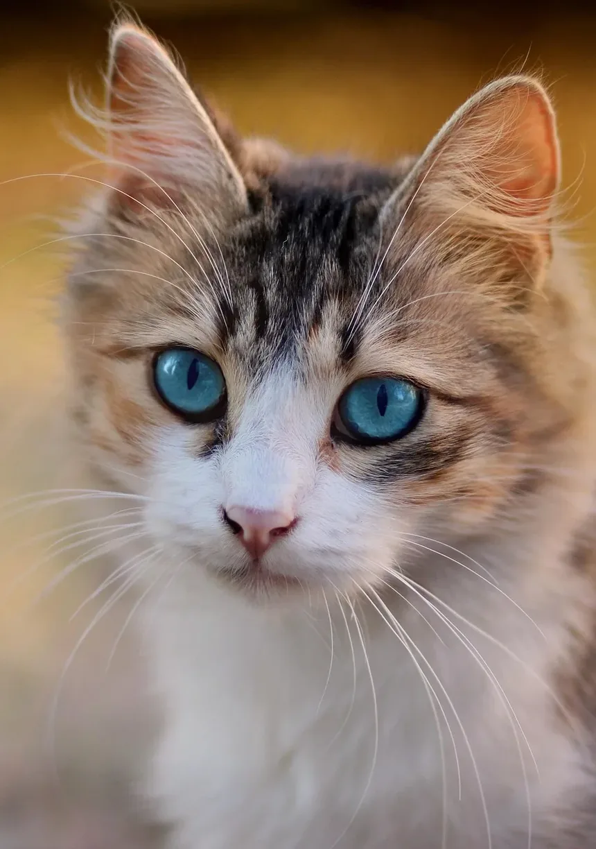 O Que Alimentar um Gato Ragdoll Exigente: Um Guia Completo