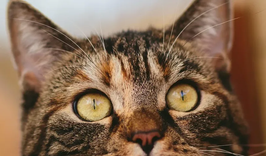 O Que Alimentar um Gato Ragdoll Exigente: Um Guia Completo