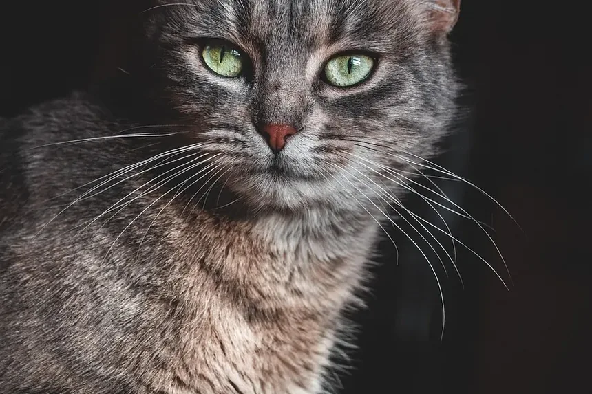 O Que Alimentar um Gato Ragdoll Exigente: Um Guia Completo