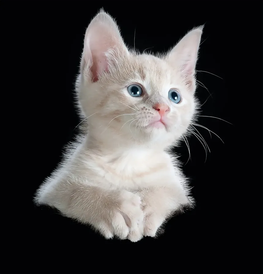 Quais Brinquedos São Bons para Gatos Cegos?