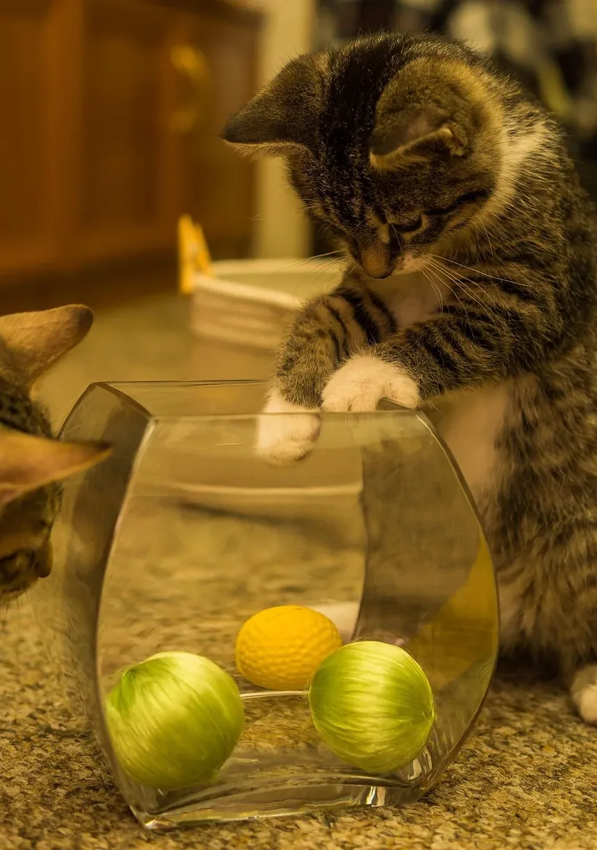 Quais Brinquedos São Bons para Gatos Cegos?