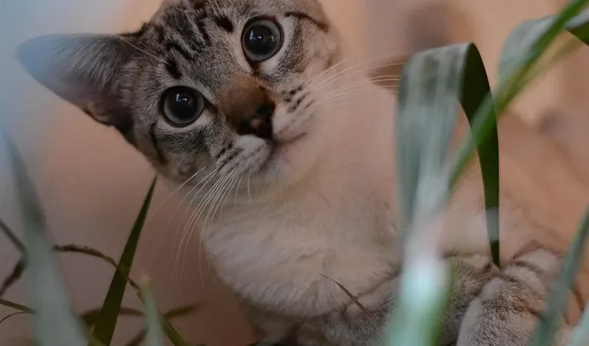 Quais Brinquedos São Bons para Gatos Cegos?