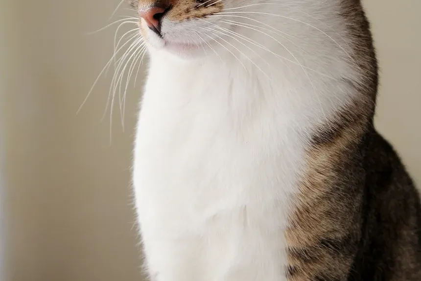 Quais Brinquedos São Bons para Gatos Cegos?