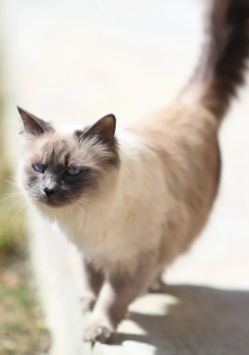 Por Que Meu Gato Arranha a Porta? Entendendo o Comportamento Felino