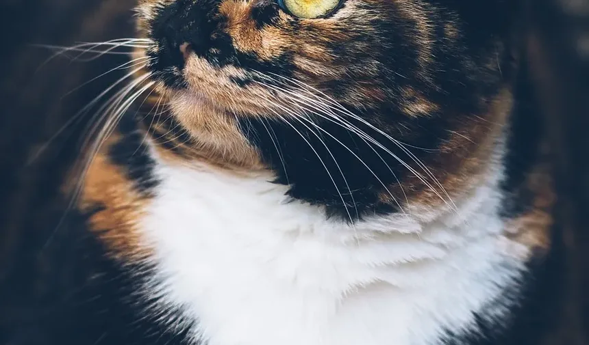 Por Que Meu Gato Arranha a Porta? Entendendo o Comportamento Felino