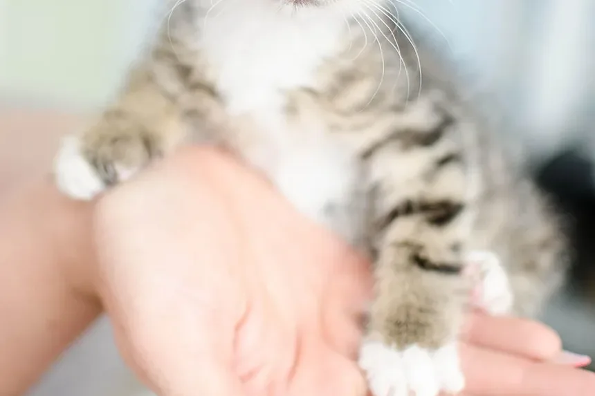 Por Que Meu Gato Arranha a Porta? Entendendo o Comportamento Felino