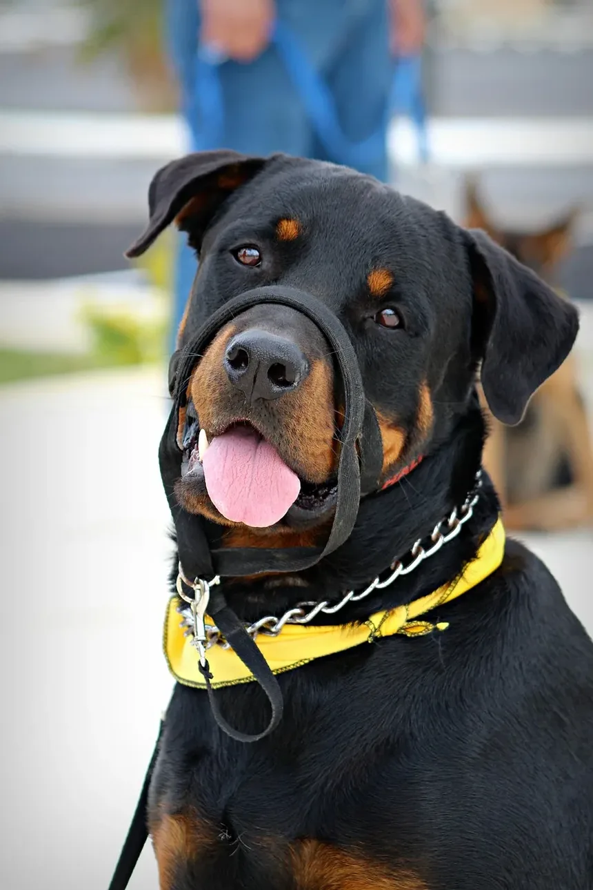Por Que Meu Cachorro Chora Constantemente Para Mim?