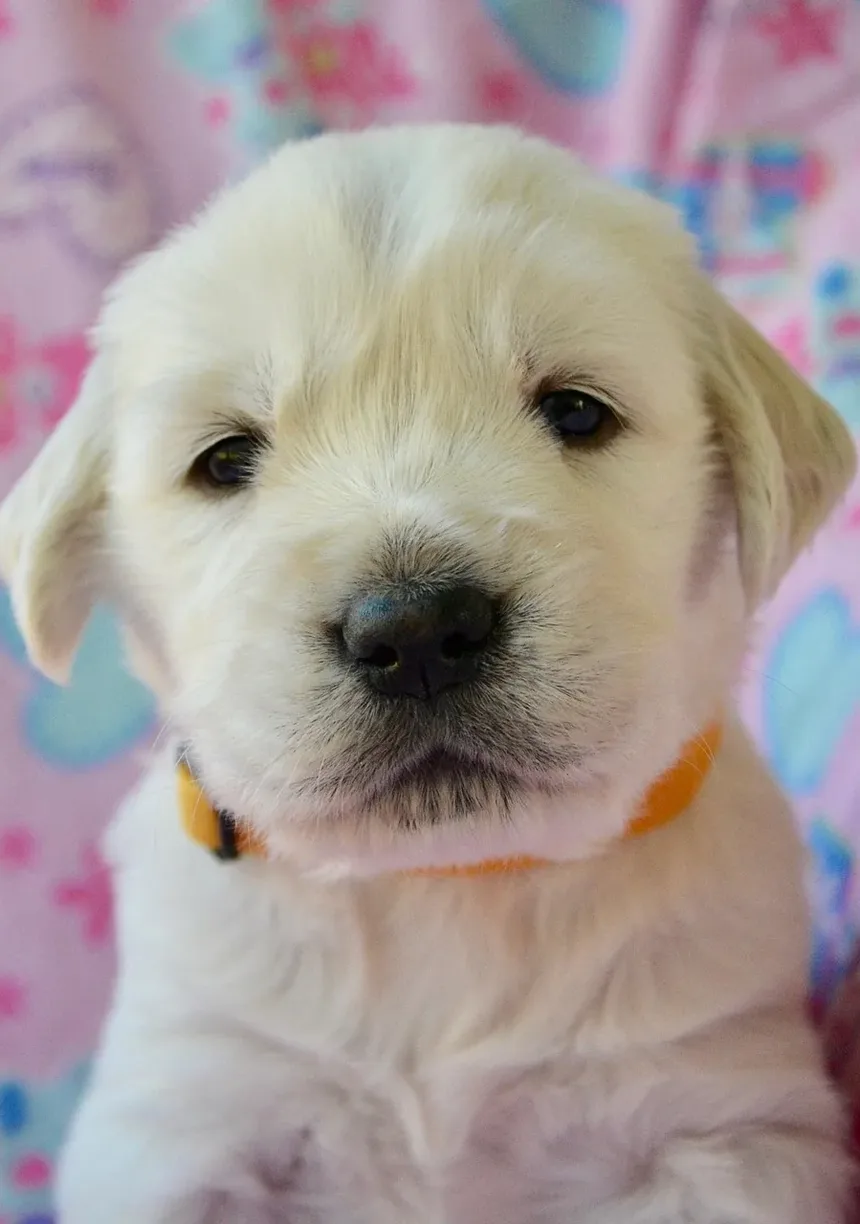 Por Que Meu Cachorro Chora Constantemente Para Mim?