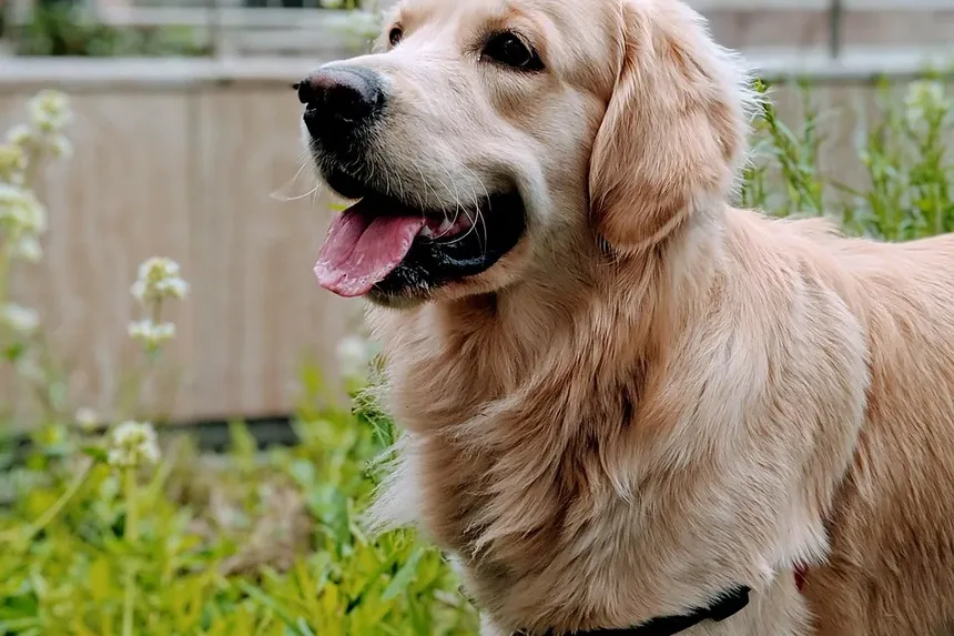 Por Que Meu Cão Rosna Para Mim Quando Tento Movê-la?