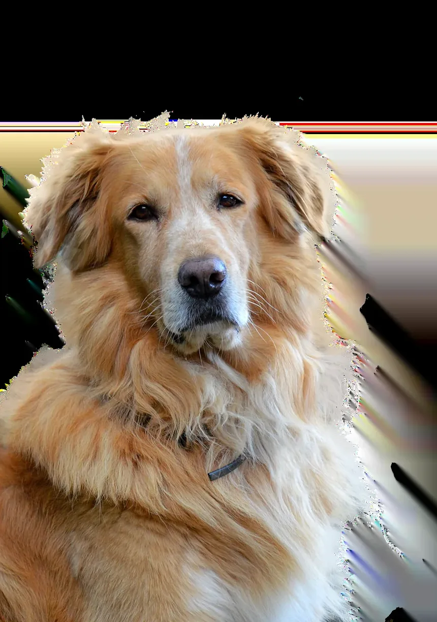 Por Que Meu Cão Me Olha de Costas?